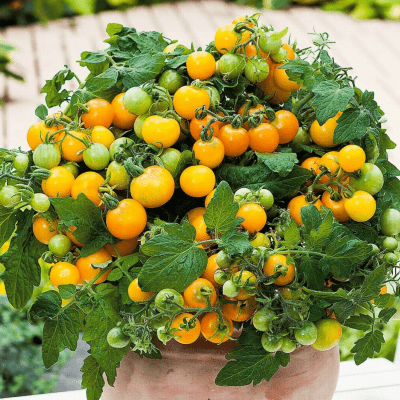 Tomato Balcony Miracle Golden seeds