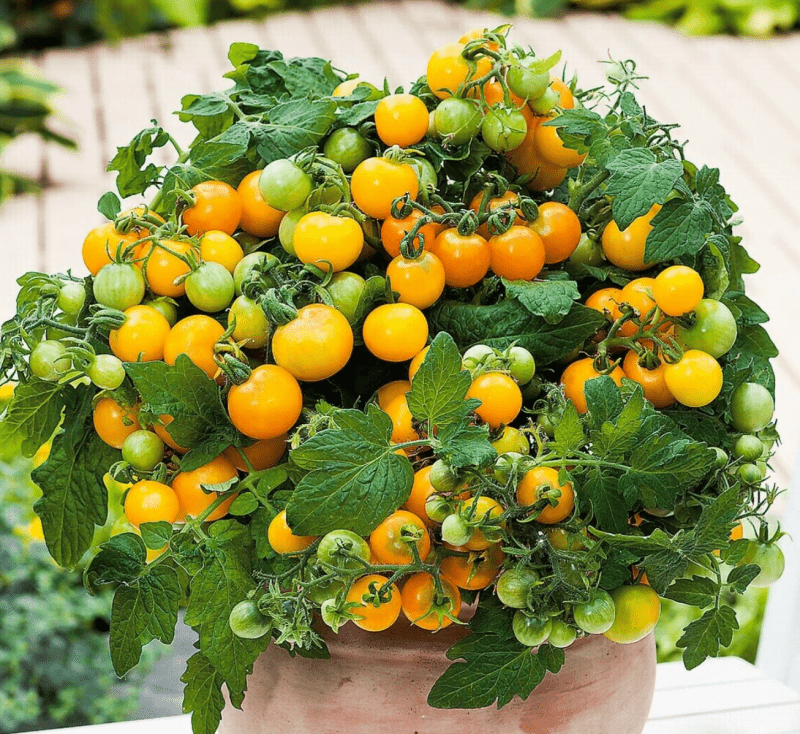 Tomato Balcony Miracle Golden seeds
