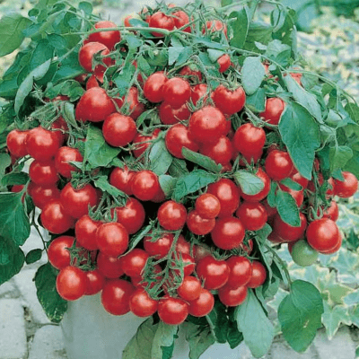 Tomato Balcony Miracle Red seeds