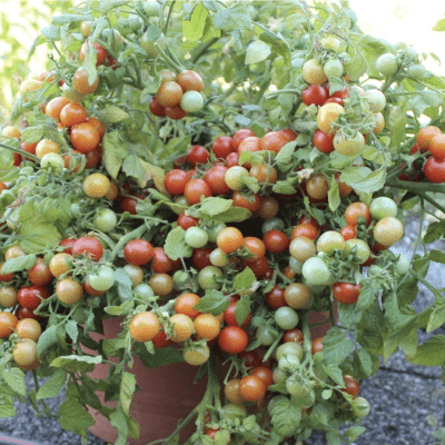 Dwarf Cherry Tomato Bajaja seeds