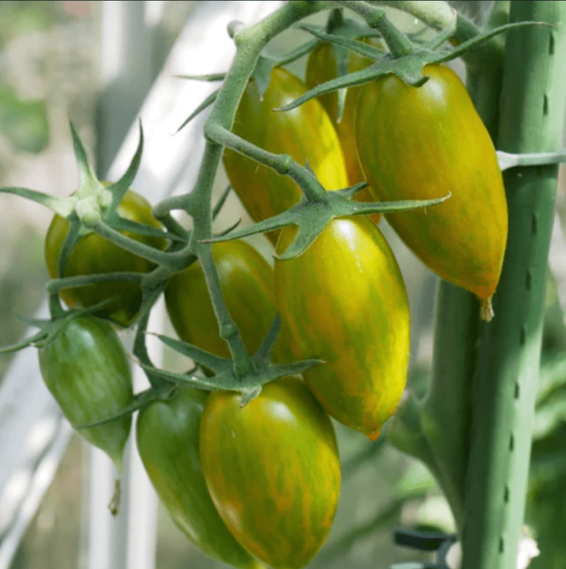 Tomato Green Tiger seeds