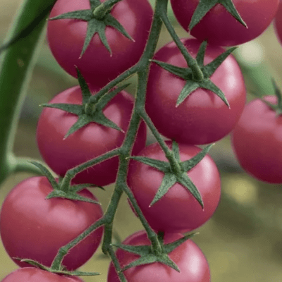 Cherry Tomato Rosa seeds