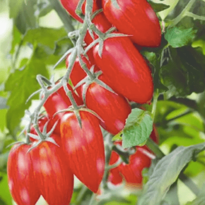 Tomato Paradise Candles seeds