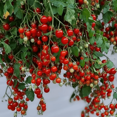 Tomato Hundreds and Thousands seeds