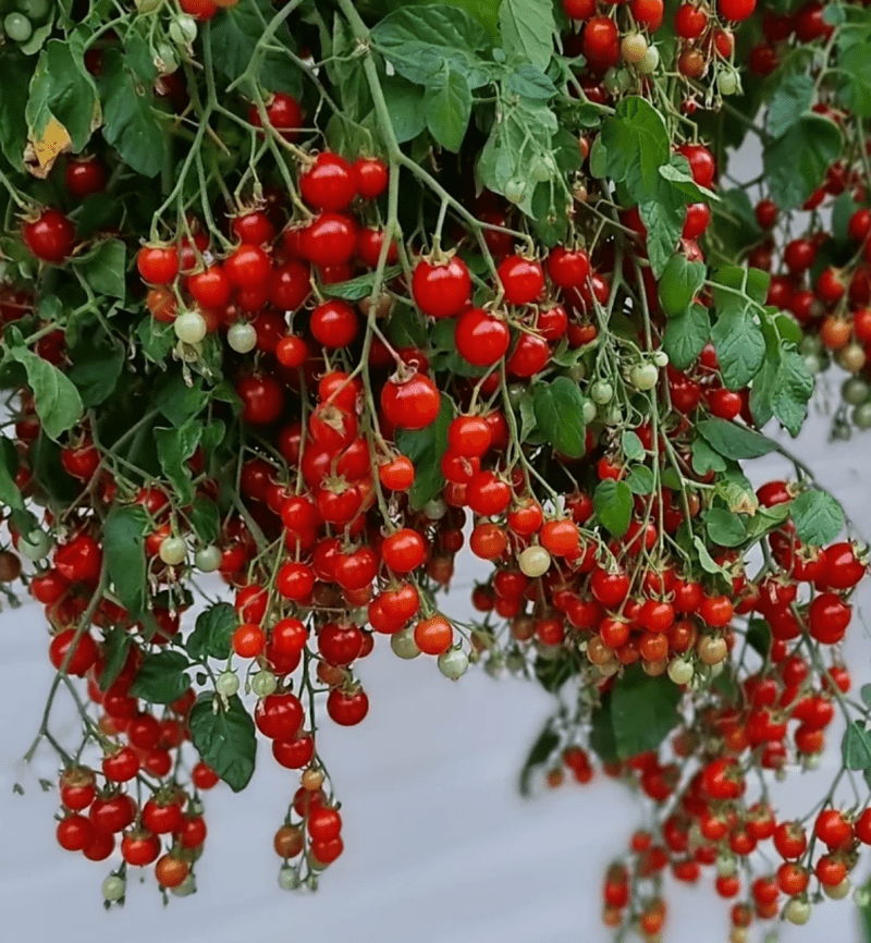 Tomato Hundreds and Thousands seeds