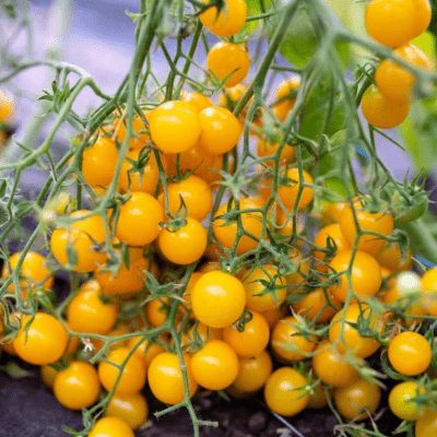 Tomato golden cherry seeds
