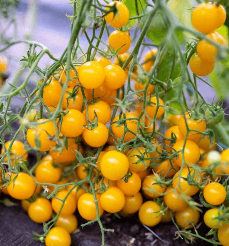 Tomato golden cherry seeds