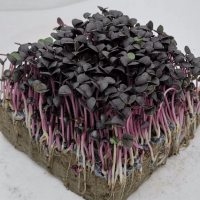 Red Basil Microgreen