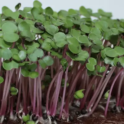 Microgreen Red Cabbage