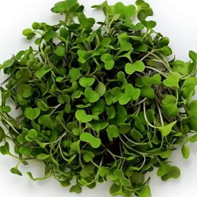 Broccoli Microgreen