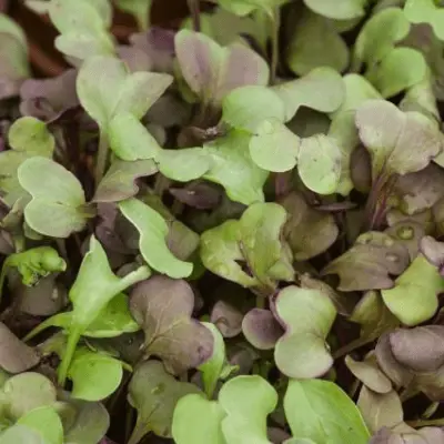 Mizuna Mix Microgreen