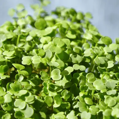 Arugula Microgreen