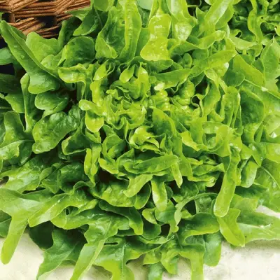 Oak Leaf Lettuce