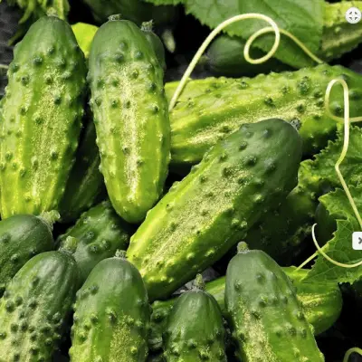 Sweet Cucumber