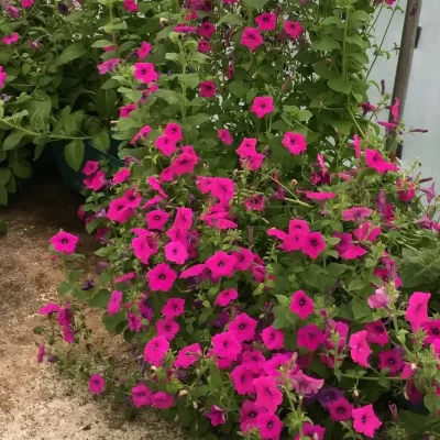 Viola Petunia