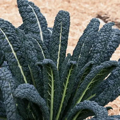 Kale "Toscana" seeds
