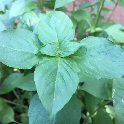 Thai Basil
