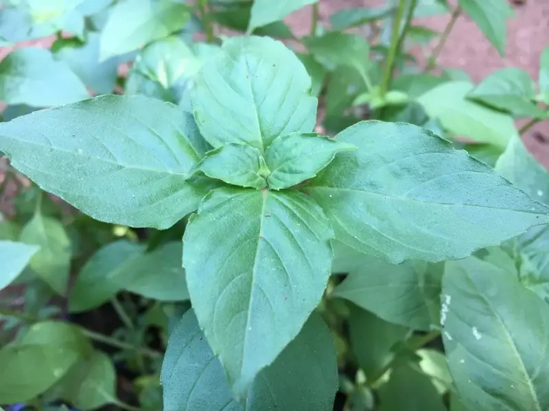 Thai Basil