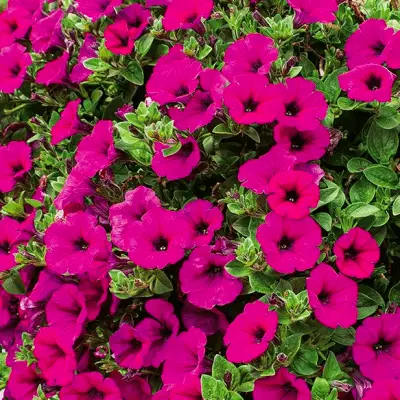 Scarlet Purple Petunia